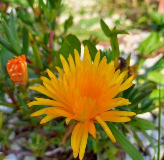 호텔 Agriturismo B&b Mares E Montes De Marrante