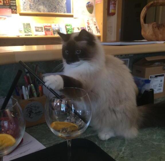 בית מלון כפרי Mesdi