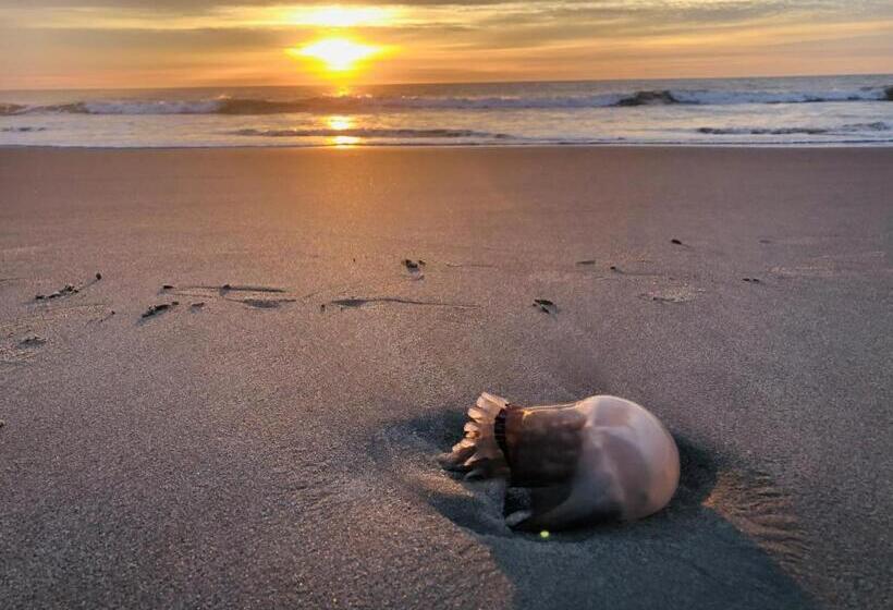 Luxury 2 Beds 2 Bath Ocean Front Condo