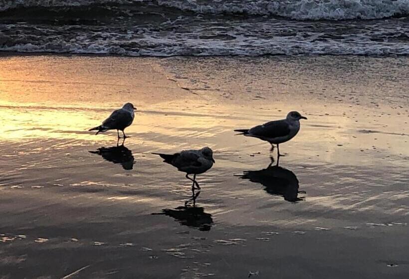 Luxury 2 Beds 2 Bath Ocean Front Condo