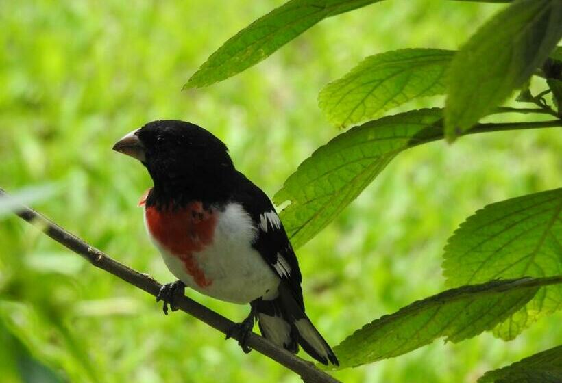 هاستل Rio Celeste Backpackers