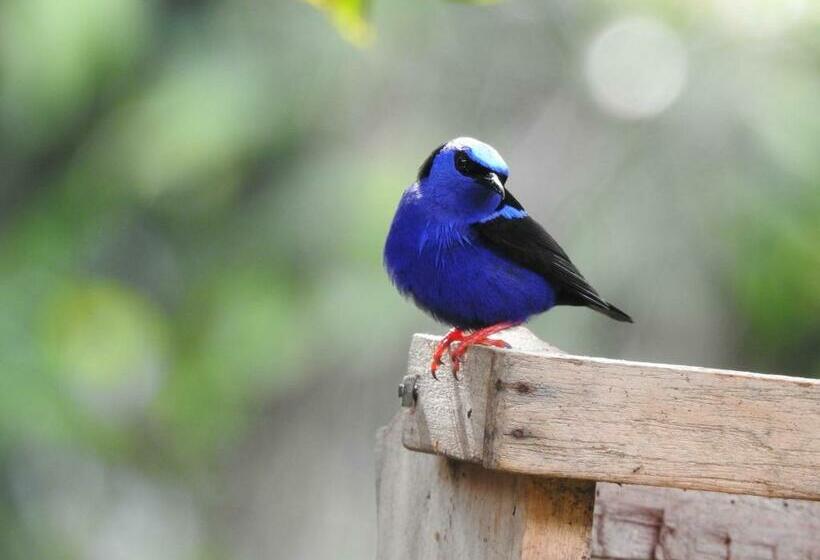 هاستل Rio Celeste Backpackers