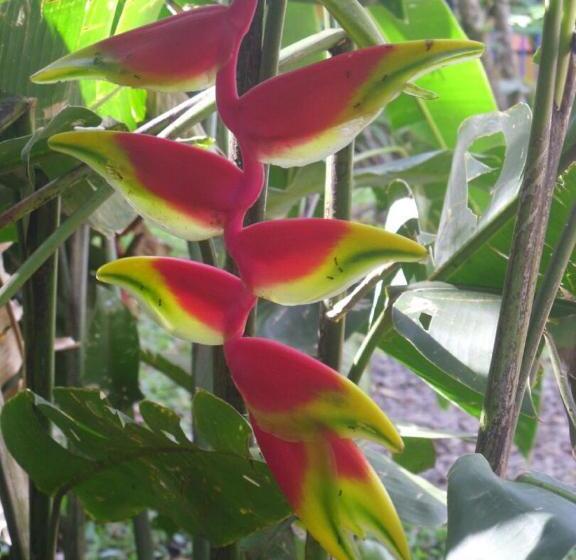 هاستل Rio Celeste Backpackers