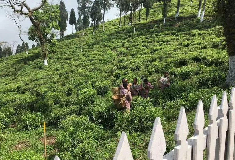 リゾートホテル Sourenee Tea Estate