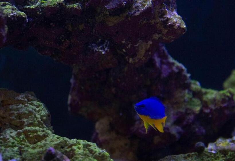 בית מלון כפרי Travelodge By Wyndham Roberval