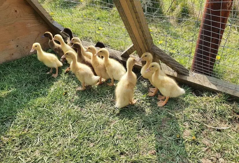 Dartmoor Reach Alpaca Farm
