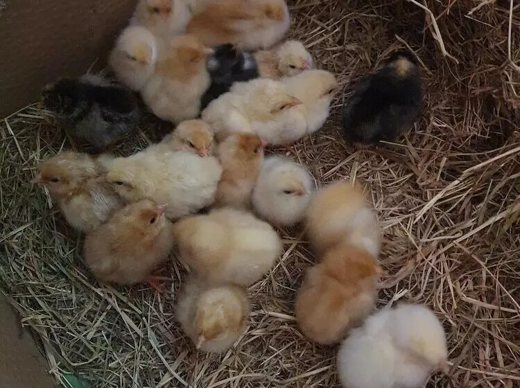 Dartmoor Reach Alpaca Farm