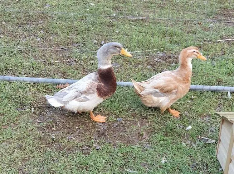 Dartmoor Reach Alpaca Farm