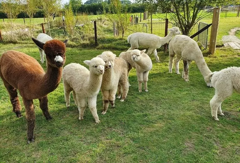 Dartmoor Reach Alpaca Farm