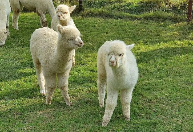 Dartmoor Reach Alpaca Farm
