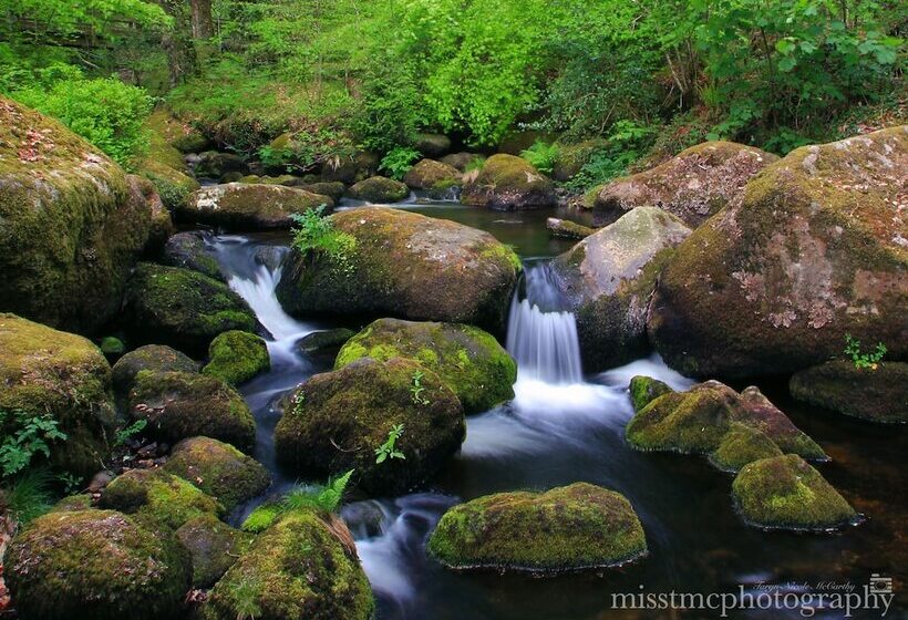 Dartmoor Reach Alpaca Farm