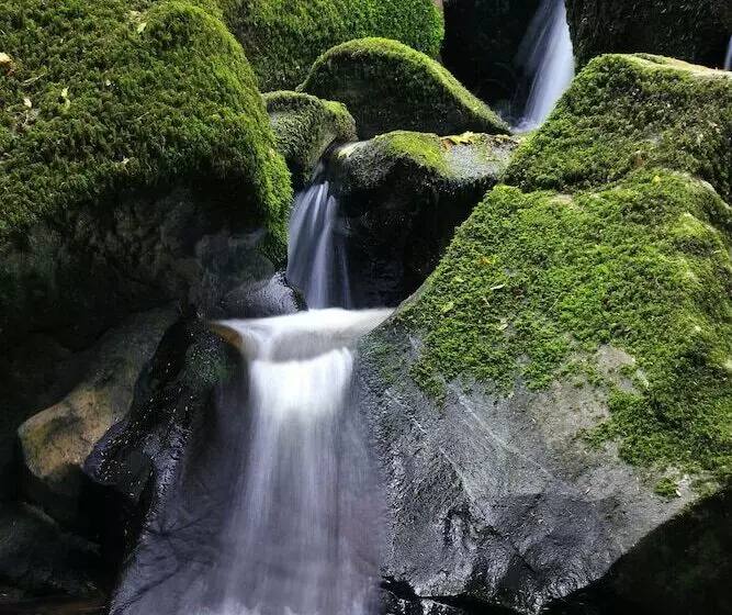 Dartmoor Reach Alpaca Farm