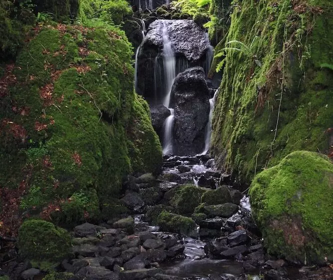 Dartmoor Reach Alpaca Farm