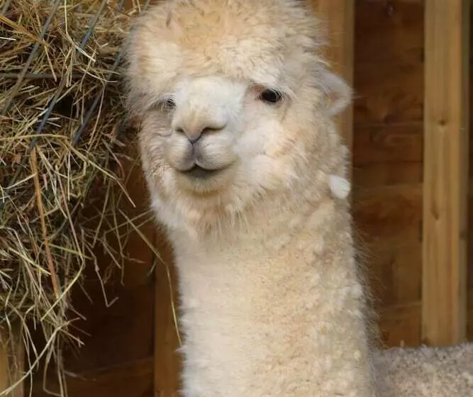 Dartmoor Reach Alpaca Farm