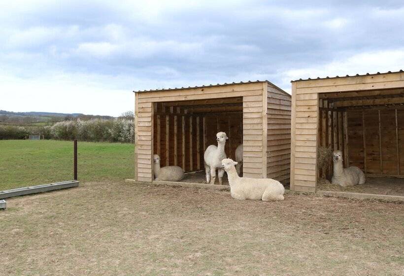 Dartmoor Reach Alpaca Farm