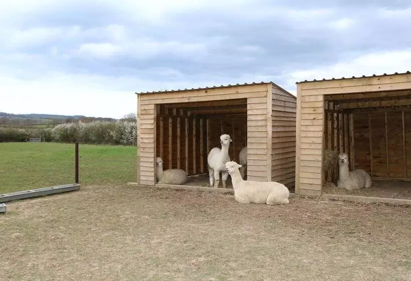 Dartmoor Reach Alpaca Farm