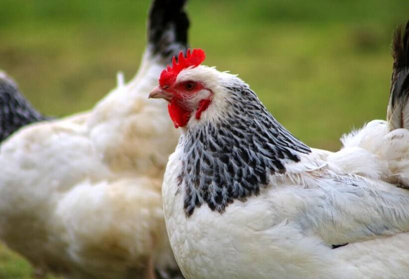 Dartmoor Reach Alpaca Farm