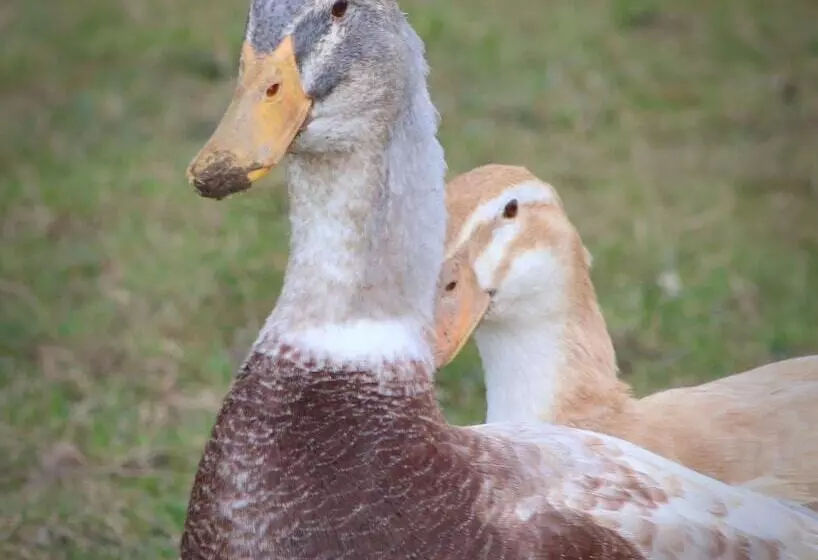 Dartmoor Reach Alpaca Farm