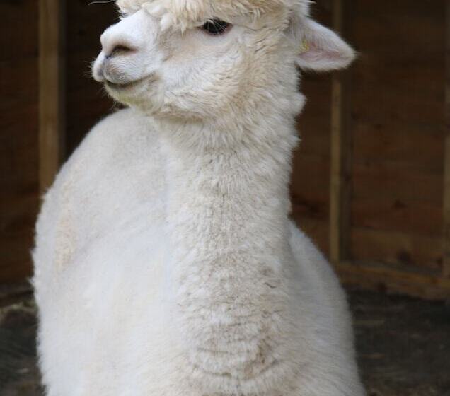 Dartmoor Reach Alpaca Farm