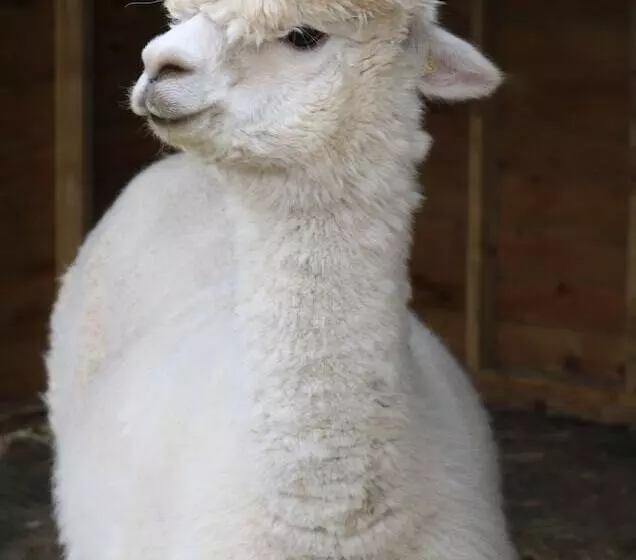 Dartmoor Reach Alpaca Farm