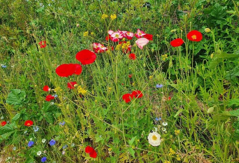 Dartmoor Reach Alpaca Farm