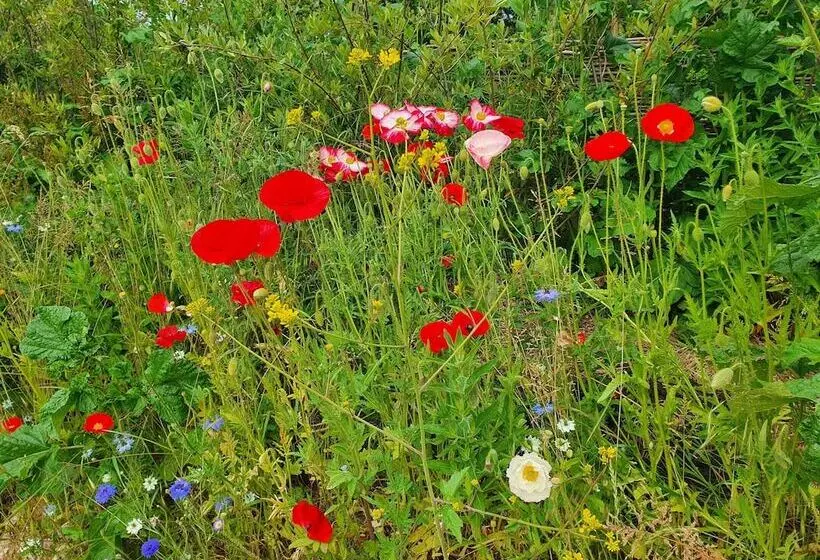 Dartmoor Reach Alpaca Farm