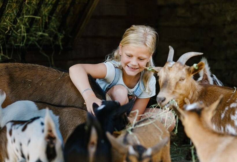 Курорт Vakantiepark Dierenbos