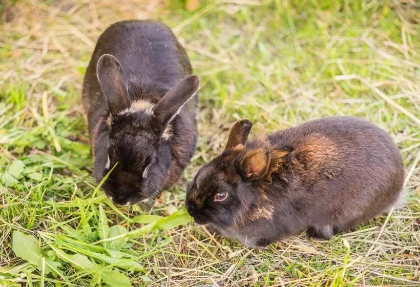 Alpenapart Montafon Haus Engstler