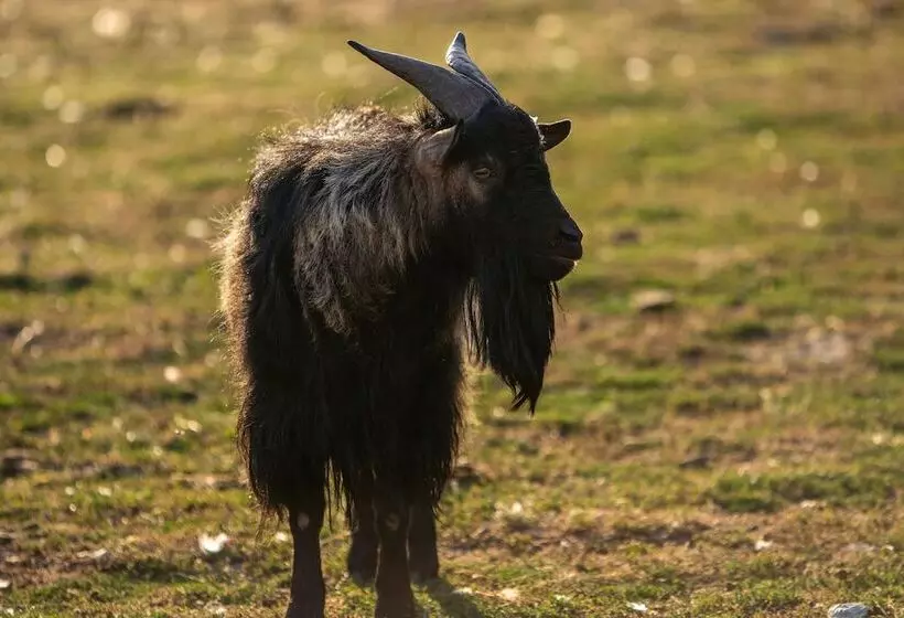 Hotelli Camping Les Brillas