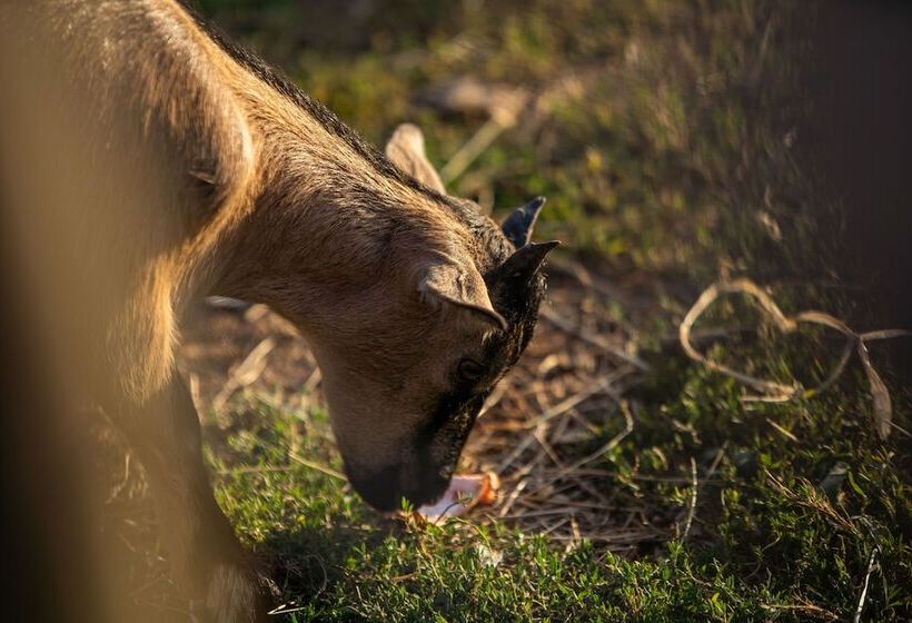 ホテル Camping Les Brillas