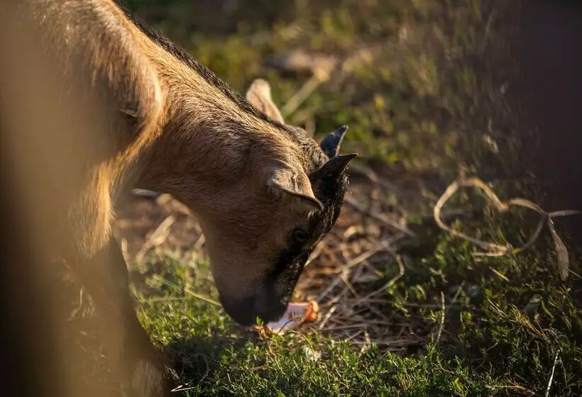 Hotelli Camping Les Brillas