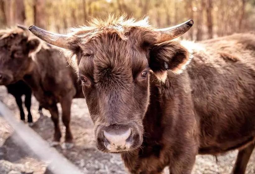 ベッドアンドブレックファースト Rosewood Cottage