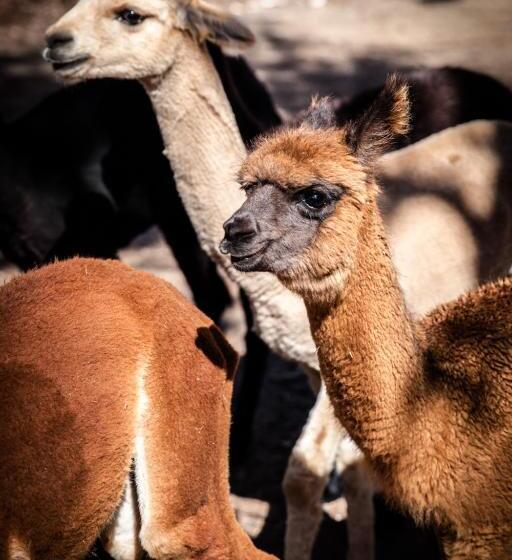 住宿加早餐 Rosewood Cottage