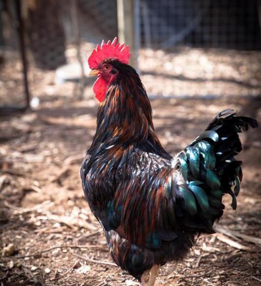 住宿加早餐 Rosewood Cottage