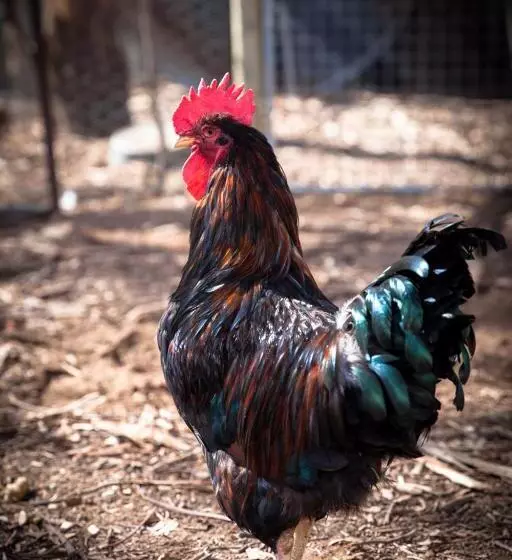 ベッドアンドブレックファースト Rosewood Cottage