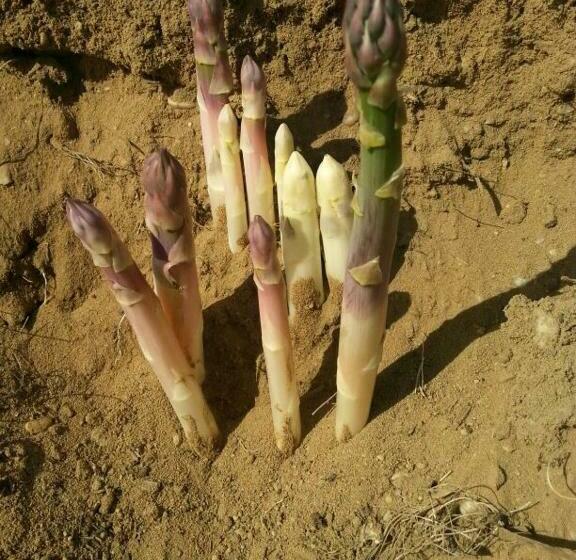 Hotel Gasthof Bogenrieder