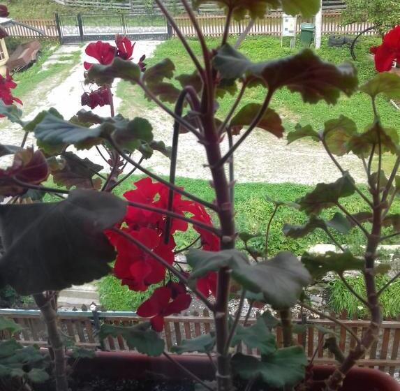 ペンション Casa Craciun