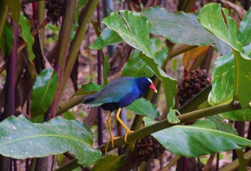 酒店 Rio Celeste Finca L´ Etoile Celeste