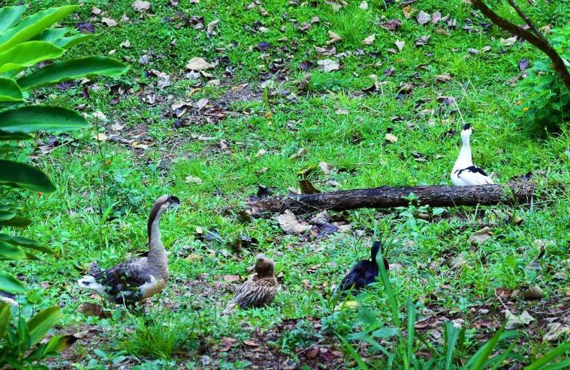 酒店 Rio Celeste Finca L´ Etoile Celeste