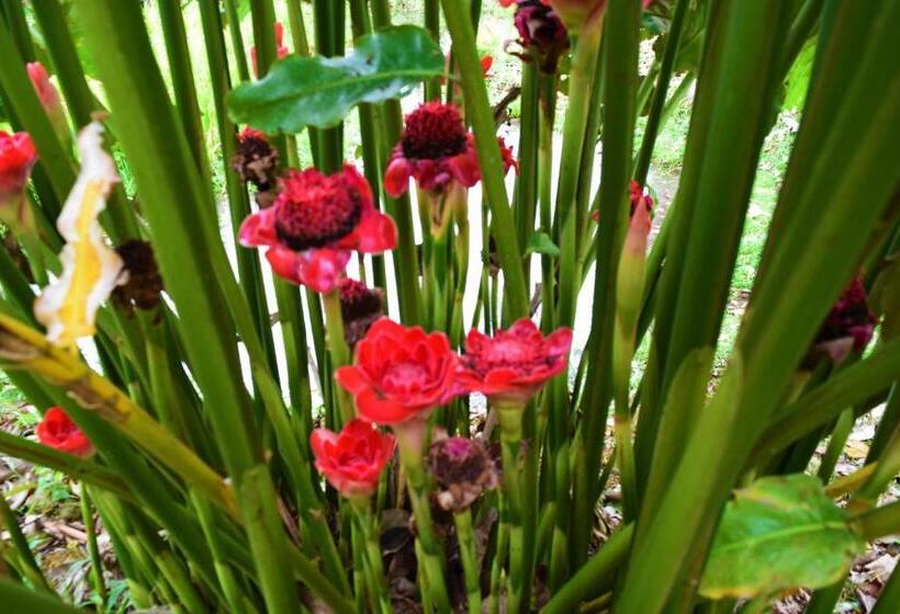 酒店 Rio Celeste Finca L´ Etoile Celeste