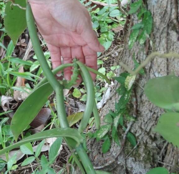 酒店 Rio Celeste Finca L´ Etoile Celeste