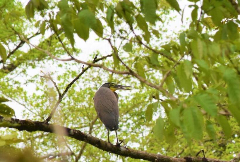 酒店 Rio Celeste Finca L´ Etoile Celeste