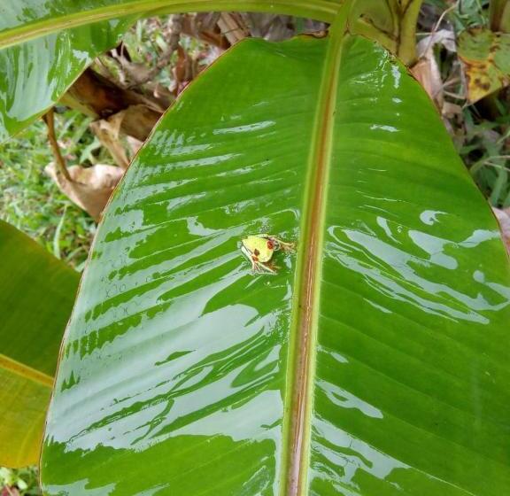 酒店 Rio Celeste Finca L´ Etoile Celeste