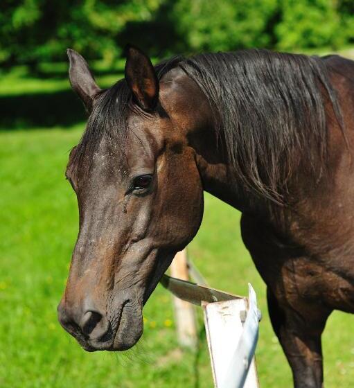 مبيت وإفطار Gästehaus Landgut Lischow