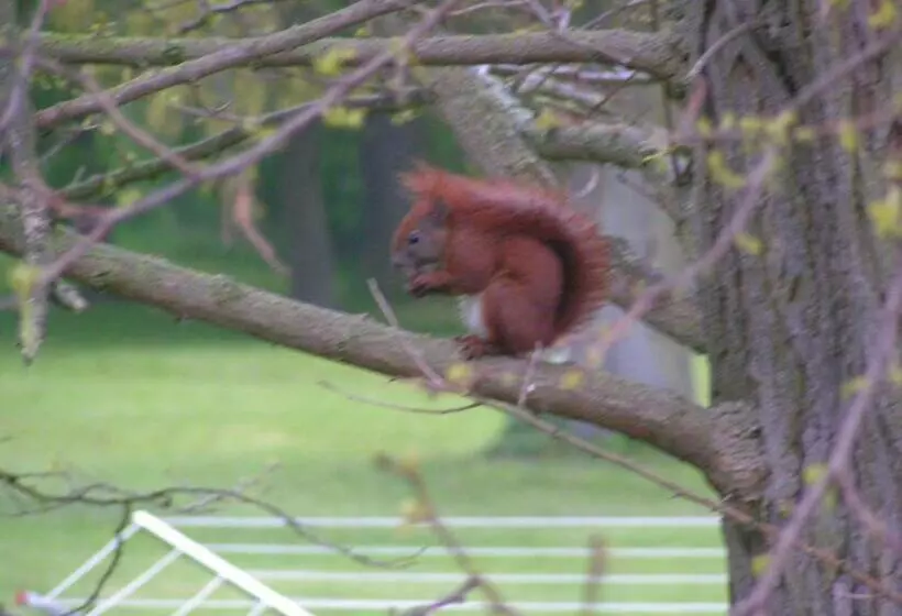 Aamiaismajoitus (B&B) Gästehaus Landgut Lischow