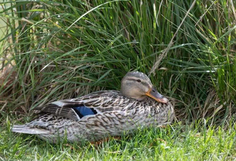 Bed and Breakfast Király Lovastanya Panzió