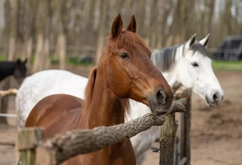 Bed and Breakfast Király Lovastanya Panzió