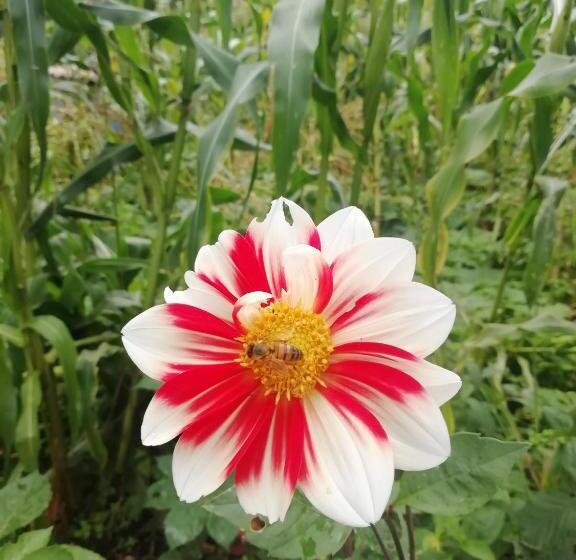 ホテル Casa Medina