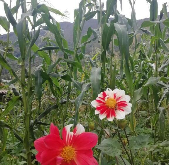 ホテル Casa Medina