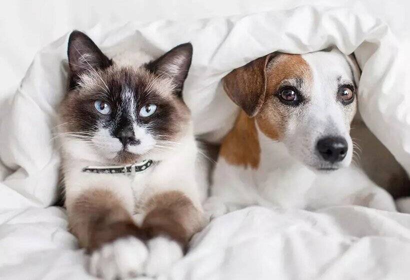 Apartamentos Vallnord 3000